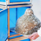 Illustration for article titled Eat Mushrooms That Grow Off the Top of This Living Lampshade